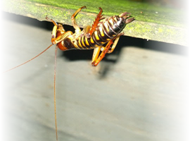 An image of a weta (the common name for a group of about 70 insect species in the families Anostostomatidae and Rhaphidophoridae, endemic to New Zealand) with the left and right edges fading to total transparency.